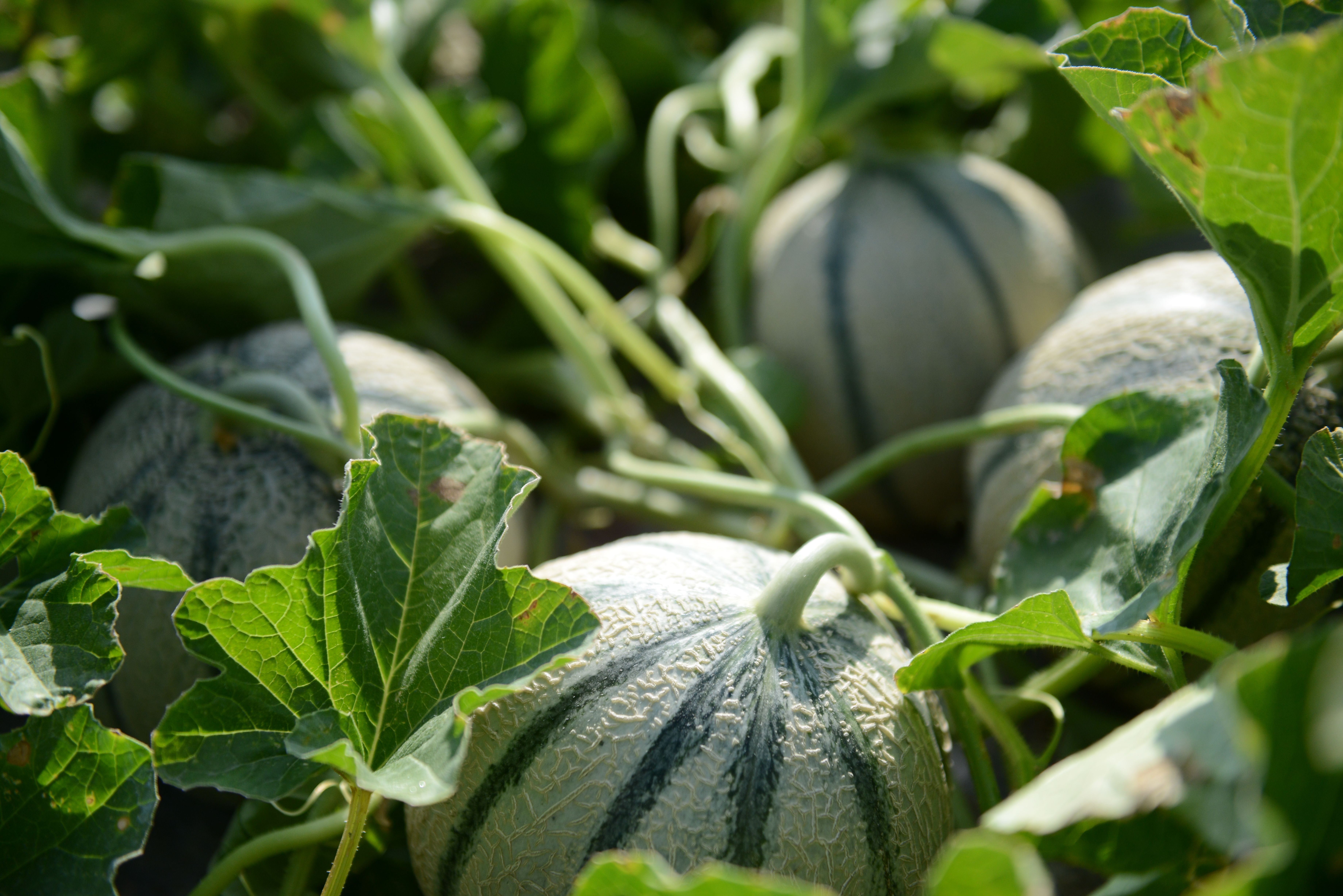 Melons gorgés de soleil