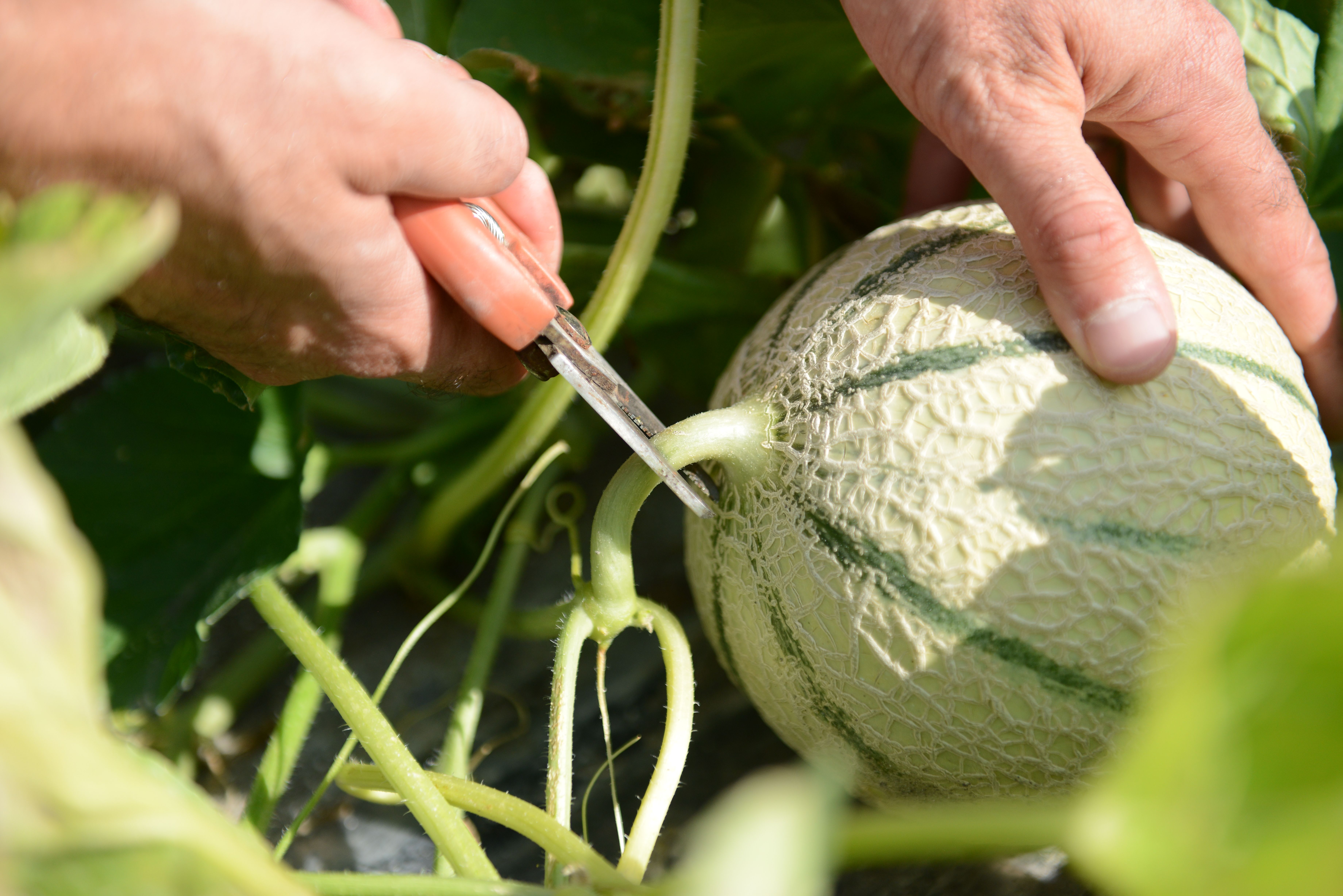 Melon cueillie à la main